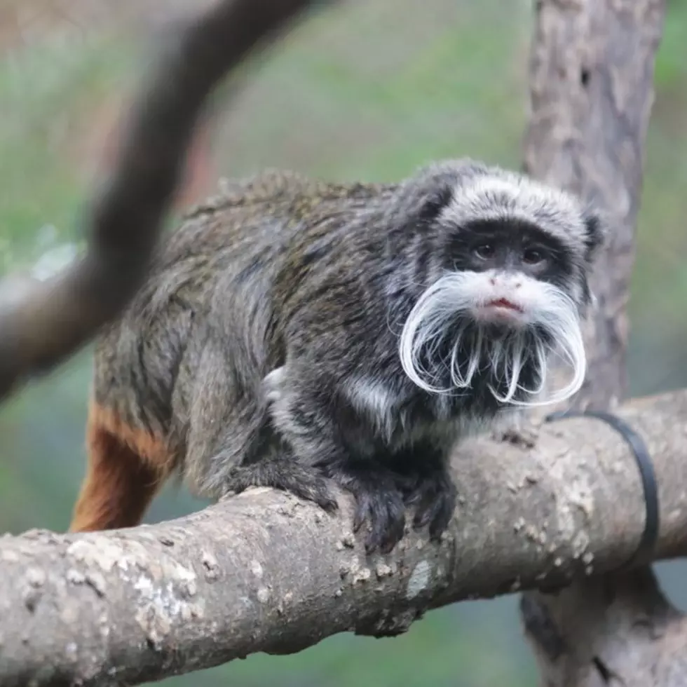 2 Monkeys Believed to Be Stolen from Dallas Zoo