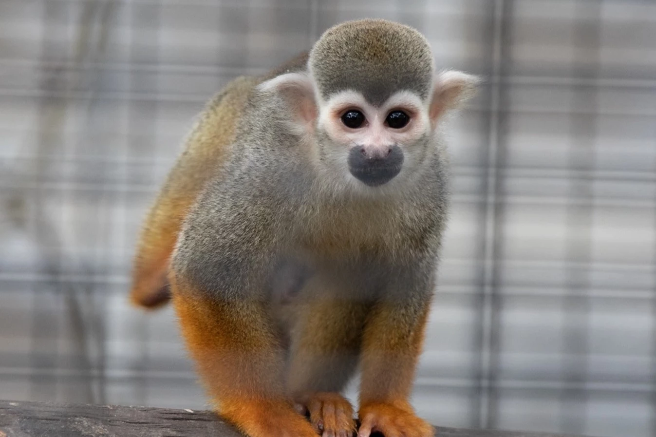 12 monkeys missing from Louisiana zoo as search for thief