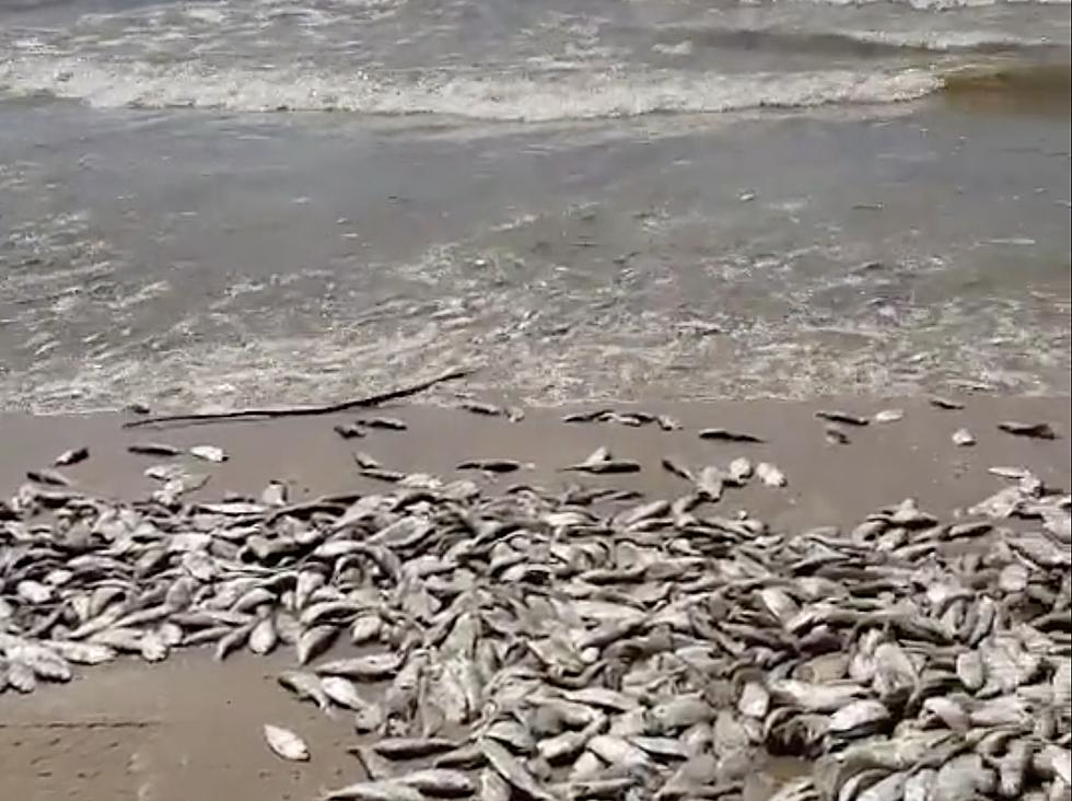 Here’s Why Thousands of Dead Fish Washed Up on a Beach in Freeport, Texas