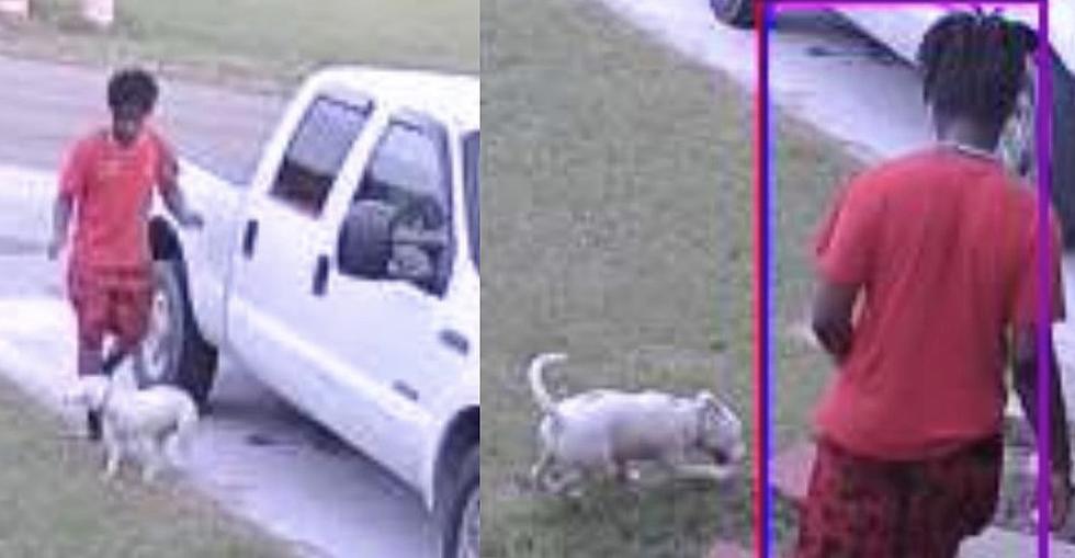 Police Search for Puppy Stolen From Home in Scott, Louisiana