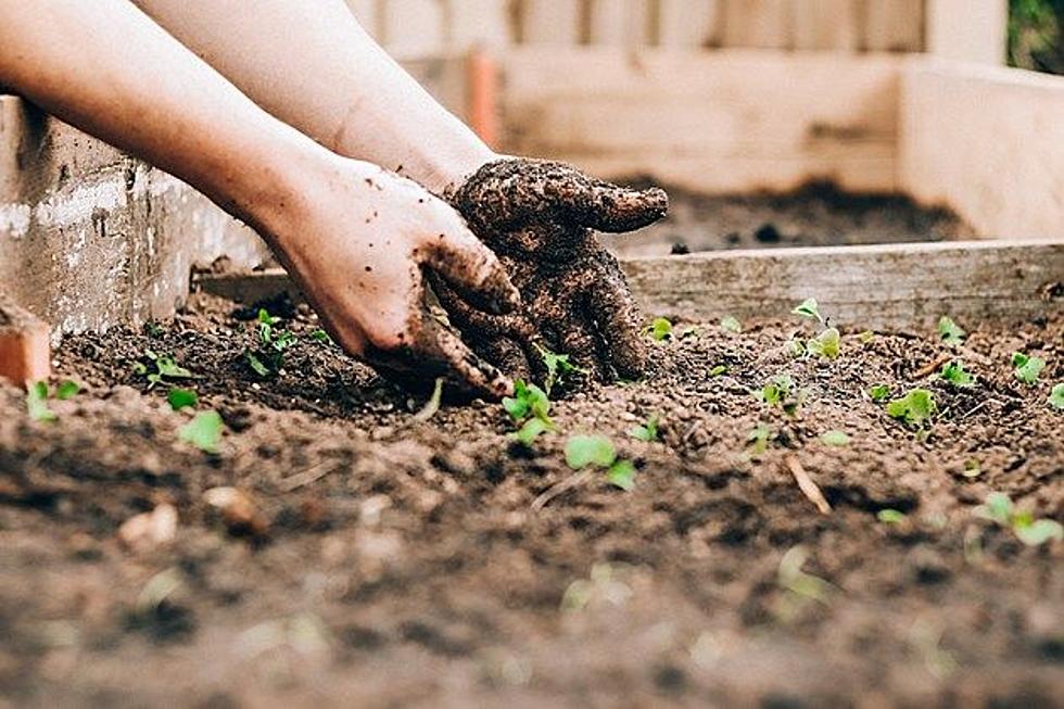 This Texas City Is No. 4 in the U.S. for Naked Gardening