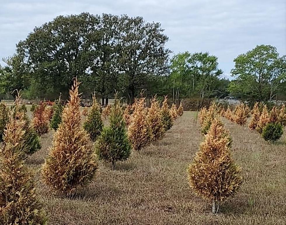 Excessive Heat Takes Aim at Christmas Tree Farm in Kentwood Near Louisiana-Mississippi Border