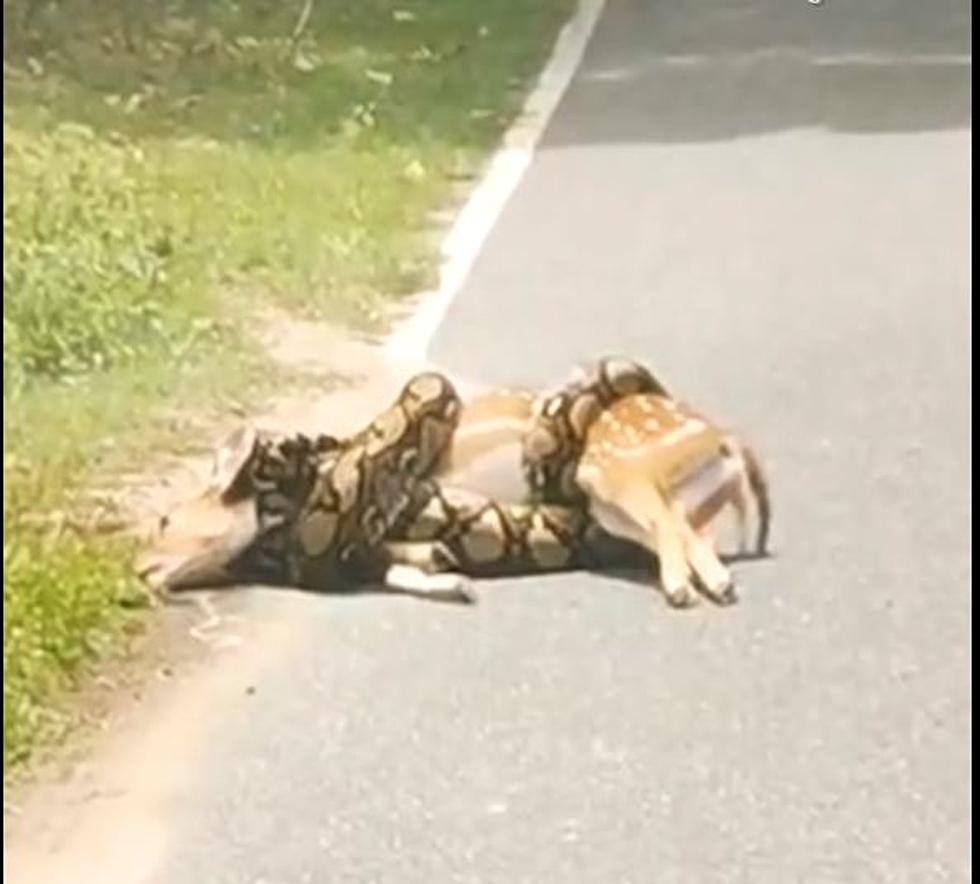 Huge Snake Traps Deer, Watch Incredible Rescue