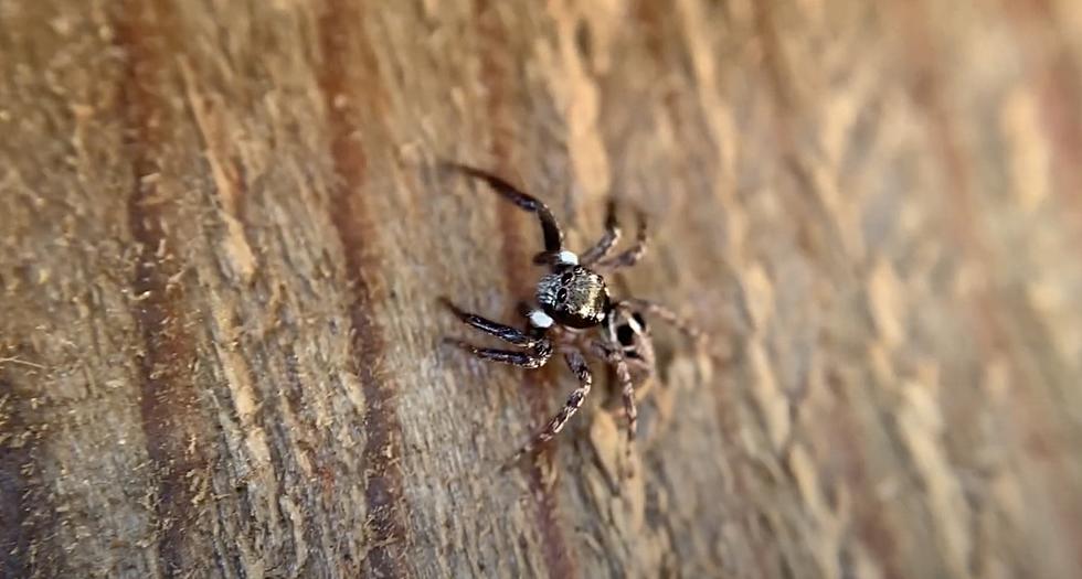 Here Are 8 Spiders That It’s Okay to Let Stay in Your South Louisiana Home
