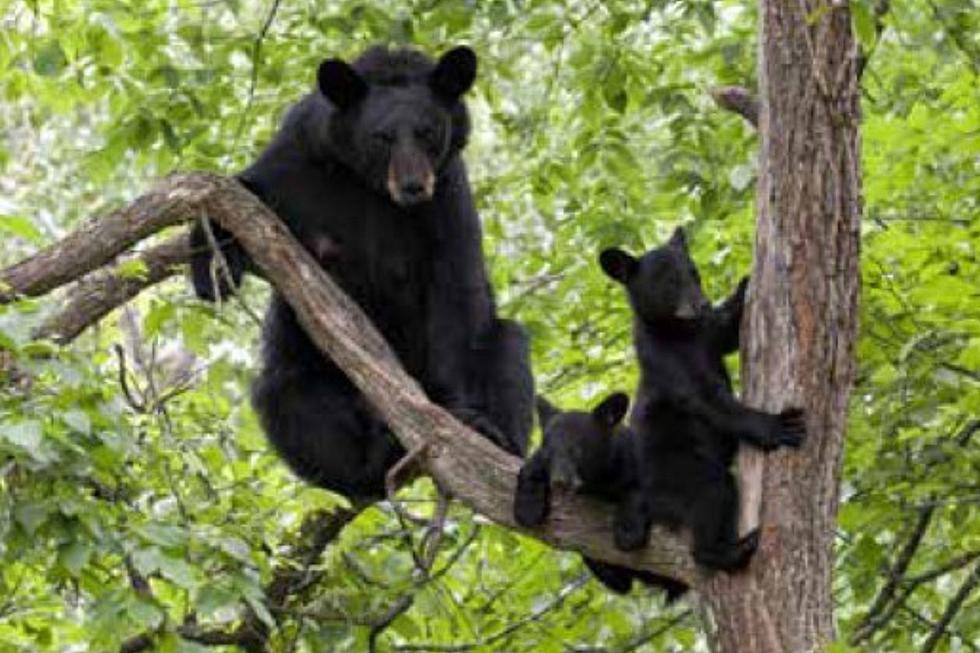 Louisiana Wildlife Commission Considers Black Bear Hunting Season