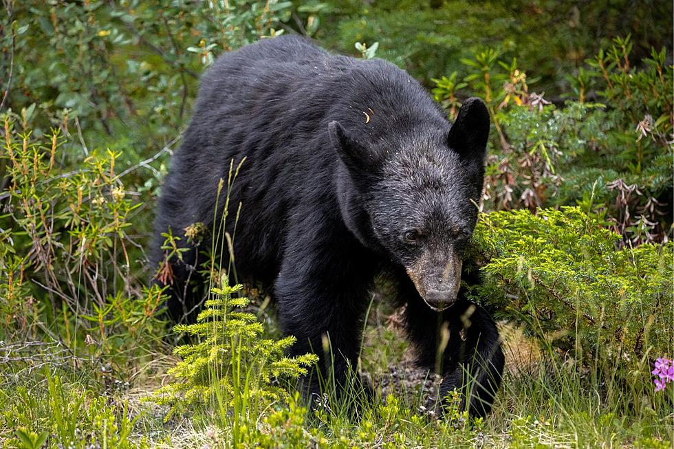 What You Need to Know About Louisiana Black Bear Season
