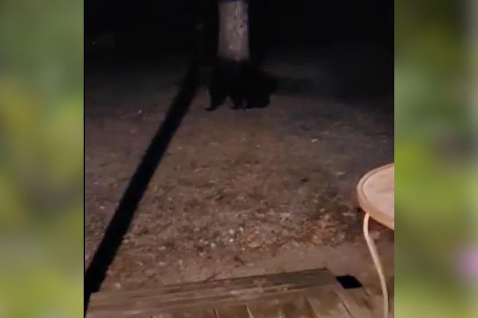 WATCH: Locked and Loaded Louisiana Lady Sends Black Bear Scampering