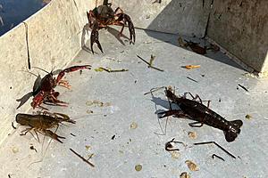 CBS News Confirms How Grim 2024 Louisiana Crawfish Season Really...