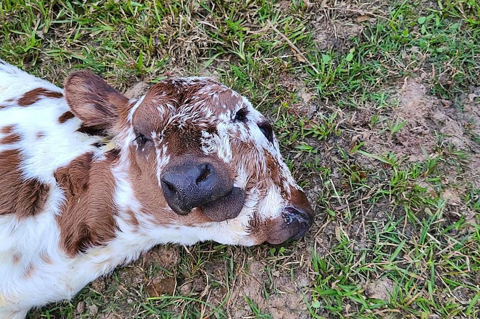 Rare Two-Faced Calf Born in South Louisiana