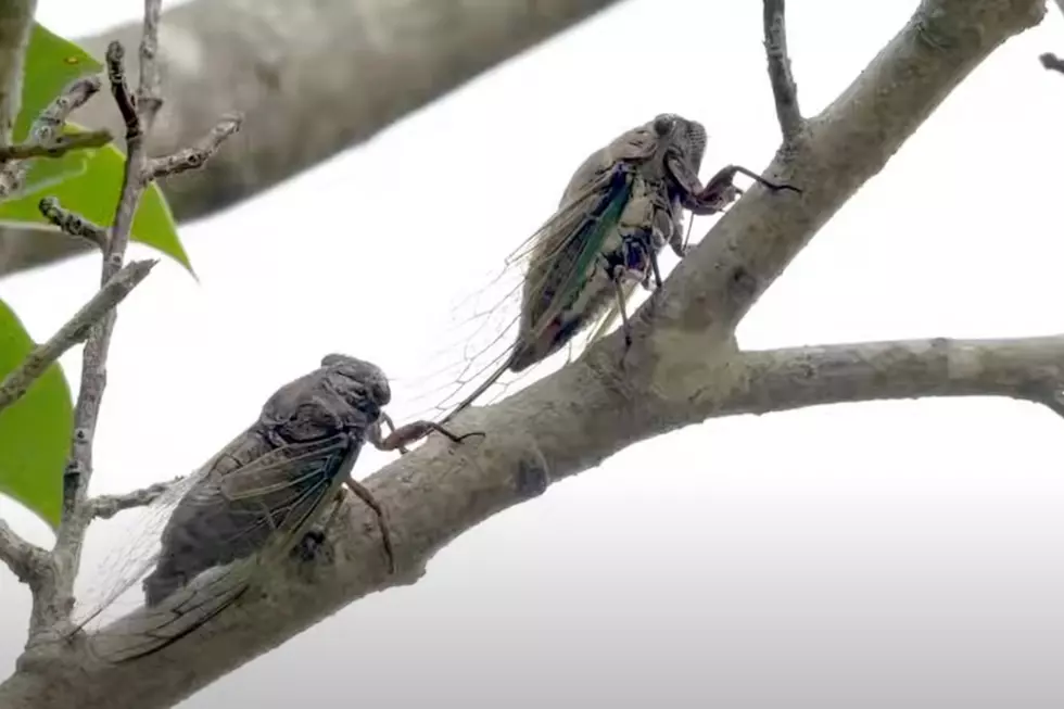 Louisiana Residents Warned to Look Out for Cicada ‘Fluids’ Coming This Summer