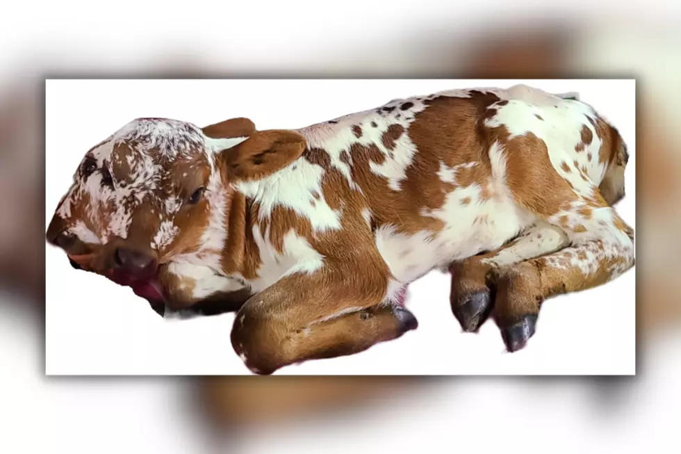 South Louisiana's Beloved Two-Faced Calf, Deux Face, Passes Away