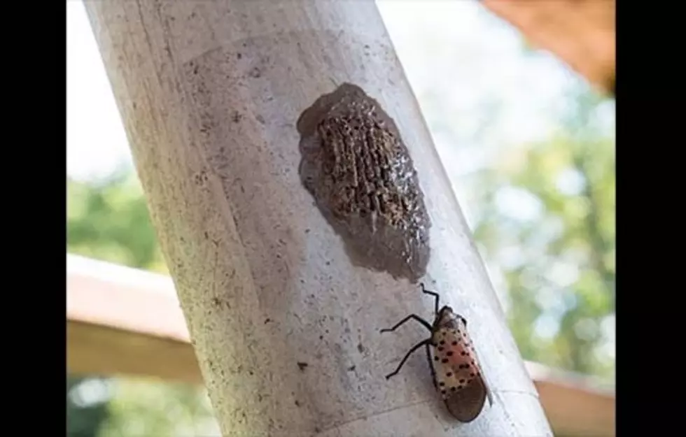 USDA Says Invading Mounds on Sight - Are Texas, Louisiana at Risk