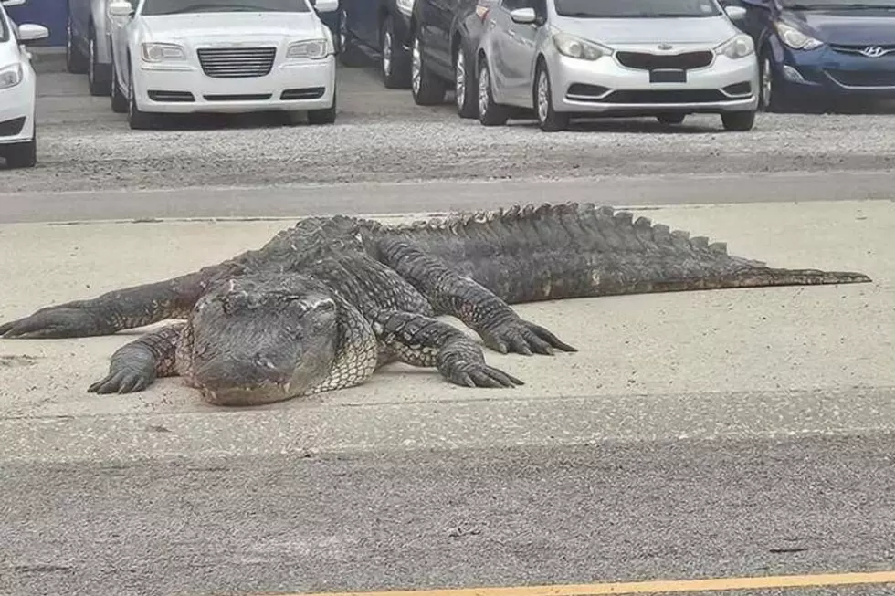 Massive Alligator Triggers Multi-Vehicle Crash in Louisiana