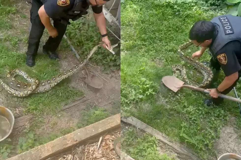 12-Foot Python Captured in Louisiana Resident’s Backyard