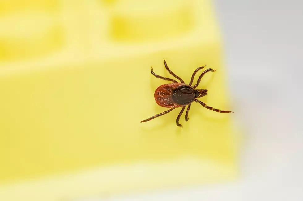 Tick Season is Here in Louisiana—Here's Why Things May Get Crazy