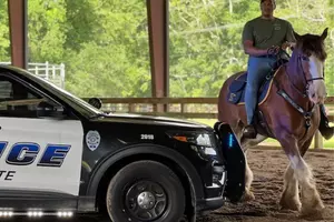 LOOK: Meet the 7 Horses of Lafayette Police Department’s Mounted...