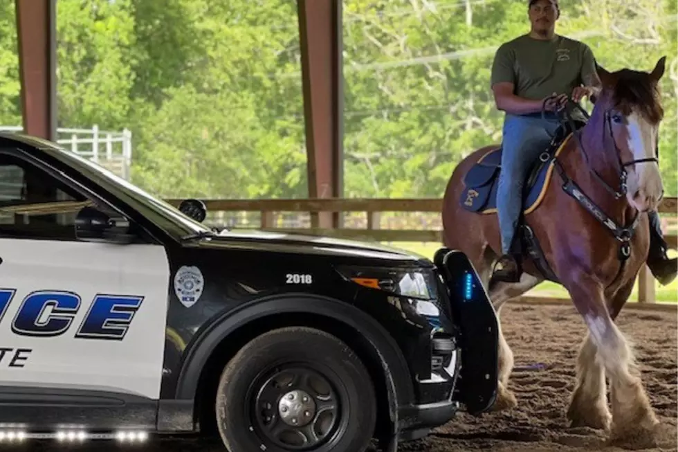 LOOK: Meet the 7 Horses of Lafayette Police Department&#8217;s Mounted Patrol