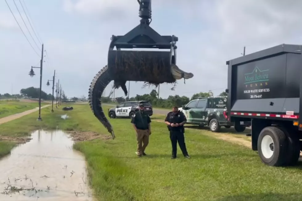 Alligators in Louisiana, Texas Are Showing Up in Unusual Places