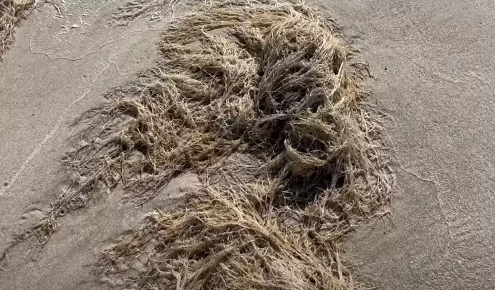 A Plant? An Animal? What is Washing Up All Over Texas Beaches?