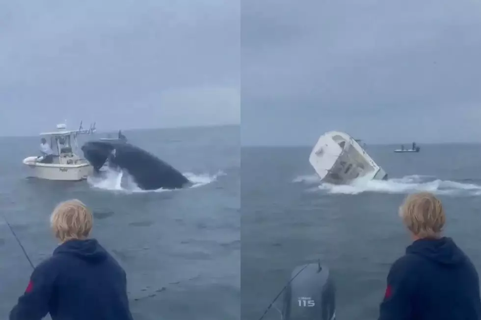 Whale Surfaces, Capsizing Boat Sending Fisherman into the Water