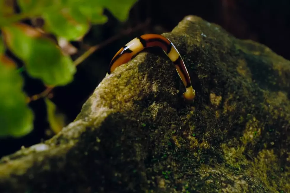 Texas Rainfall Brings Out ‘Toxic’ Worms that Regenerate When Chopped in Half