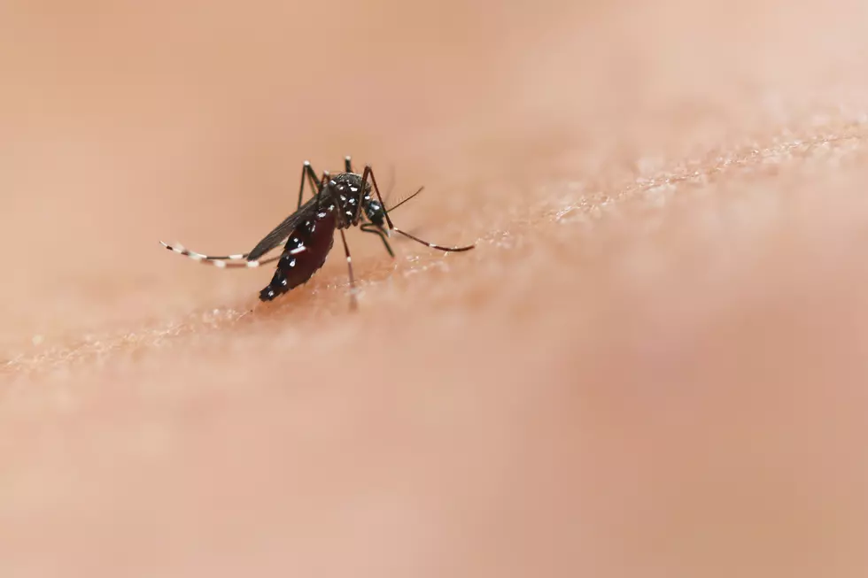 West Nile Virus Detected in Mosquitoes in South Louisiana