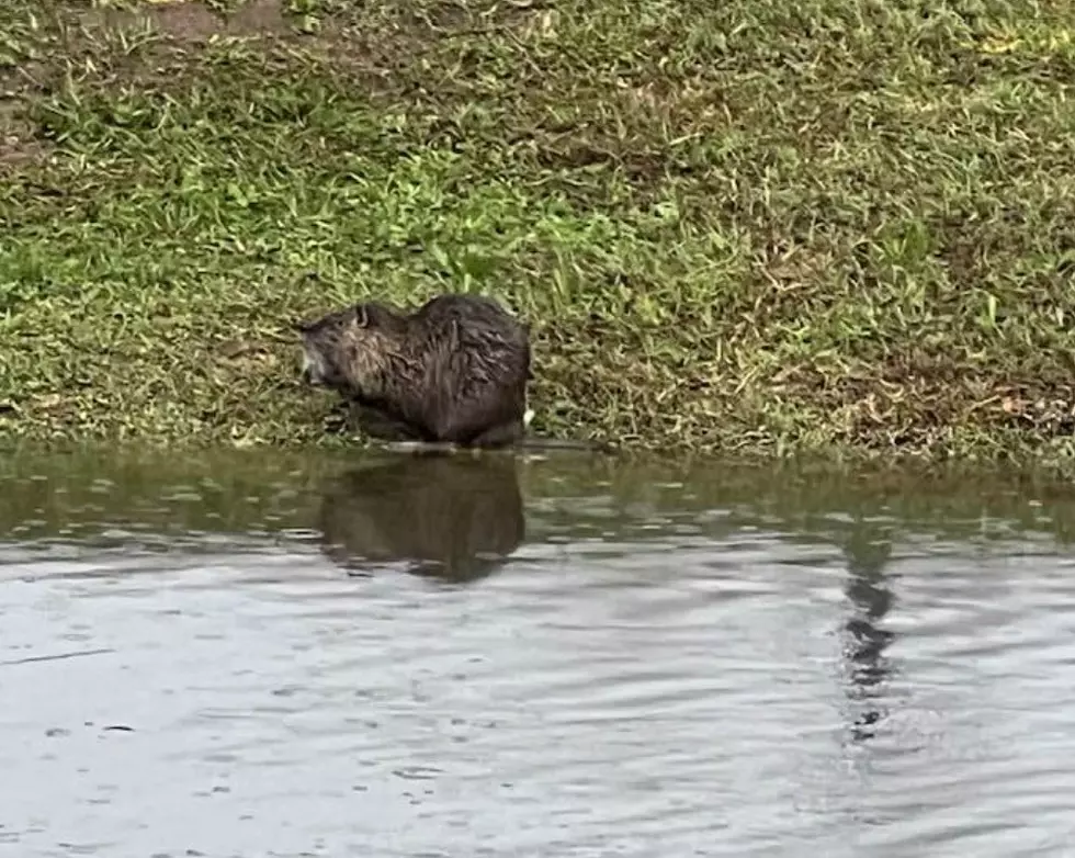 Nutria by Flood Water