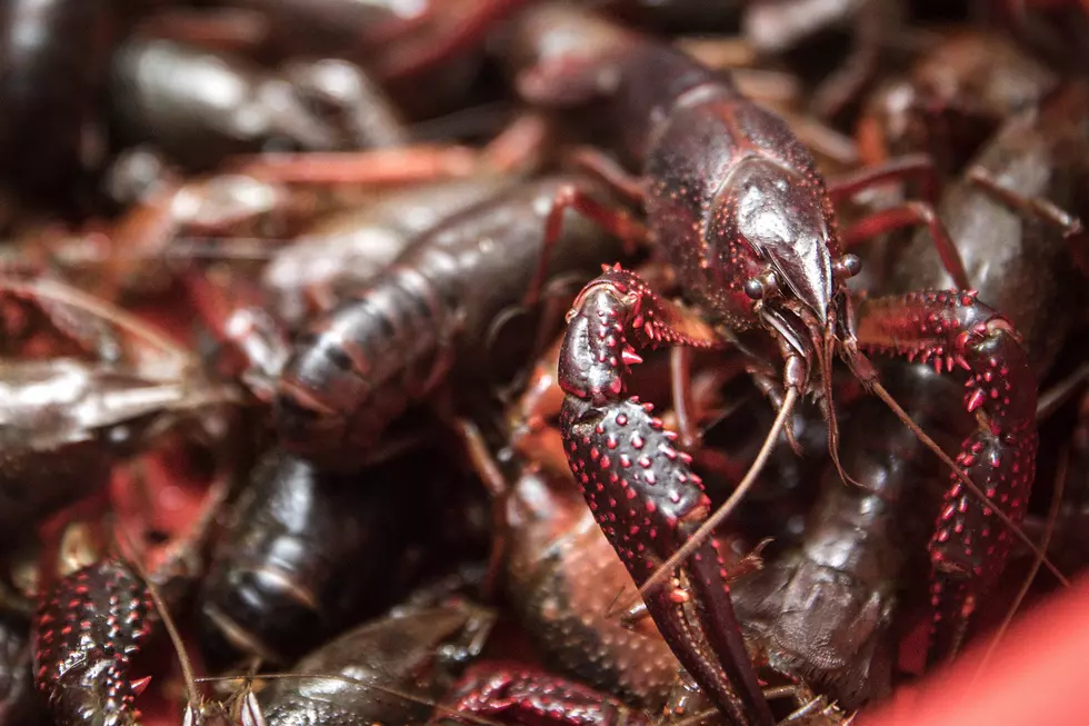 Crawfish