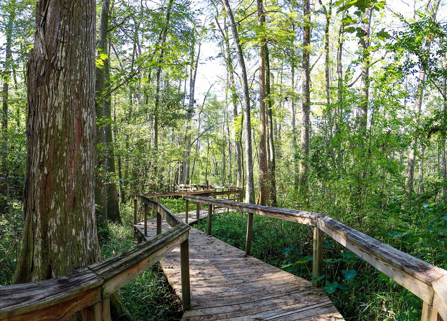 Bluebonnet Swamp Nature Center: Baton Rouge Visitor Guide