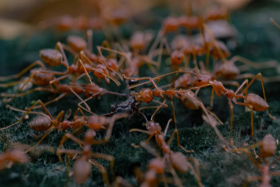Photo Of Fire Ants
