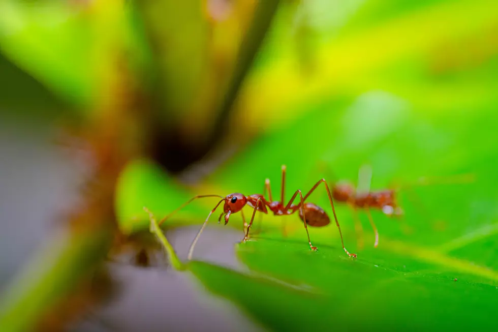 Photo Of A Fire Ant On A Leaf