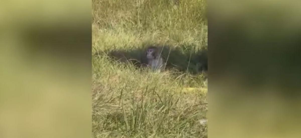 Mississippi Mom Shoots Escaped Monkey to Protect Her Kids