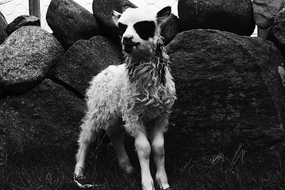 Norwegian Baby Lamb Born Wearing Corpse Paint