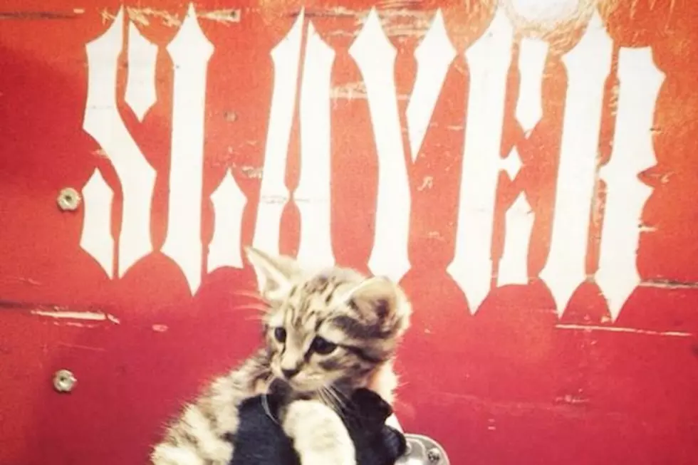 Slayer and Crew Rescue a Little Kitten