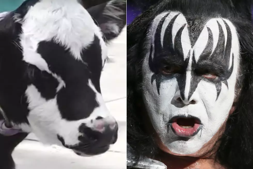 This Baby Calf Looks Exactly Like KISS’ Gene Simmons