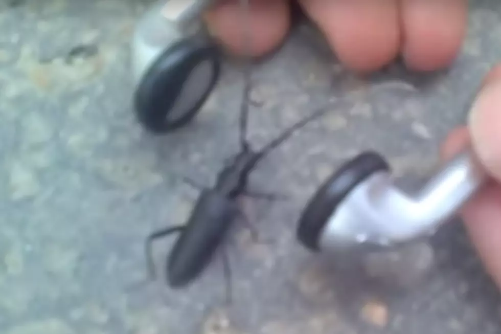 Watch This Awesome Insect Headbang to Death Metal
