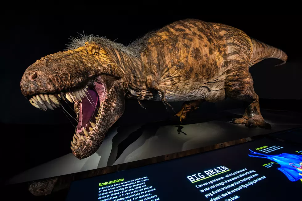 AMNH/D. Finnin