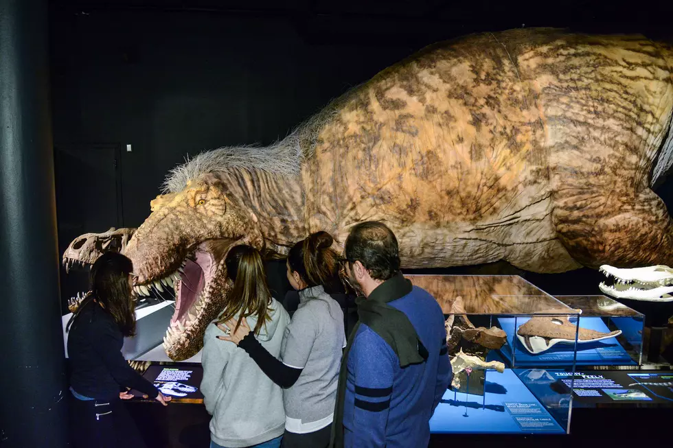 AMNH/R. Mickens