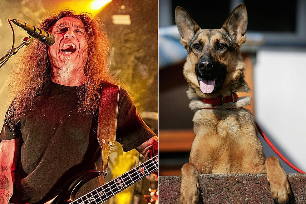 You Can Get Slayer, Judas Priest + More Themed Collars for Your Dog