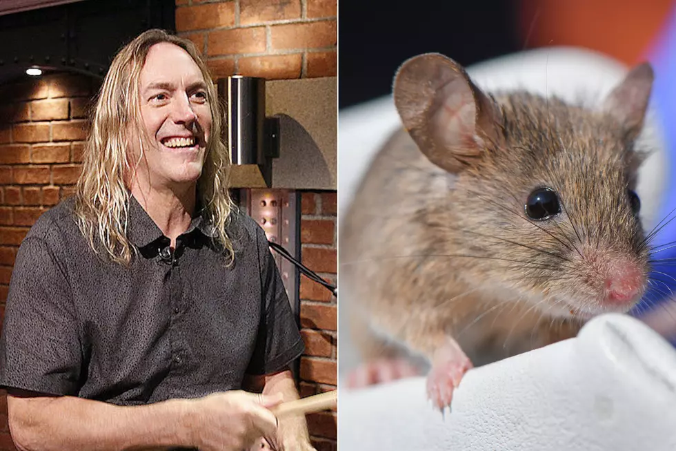 Watch Tool's Danny Carey Try to Catch a Mouse