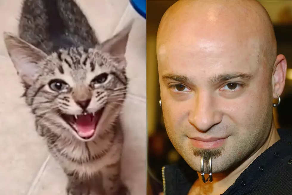 House Cat Singing Disturbed&#8217;s &#8216;Down With the Sickness&#8217; Intro Takes TikTok by Storm