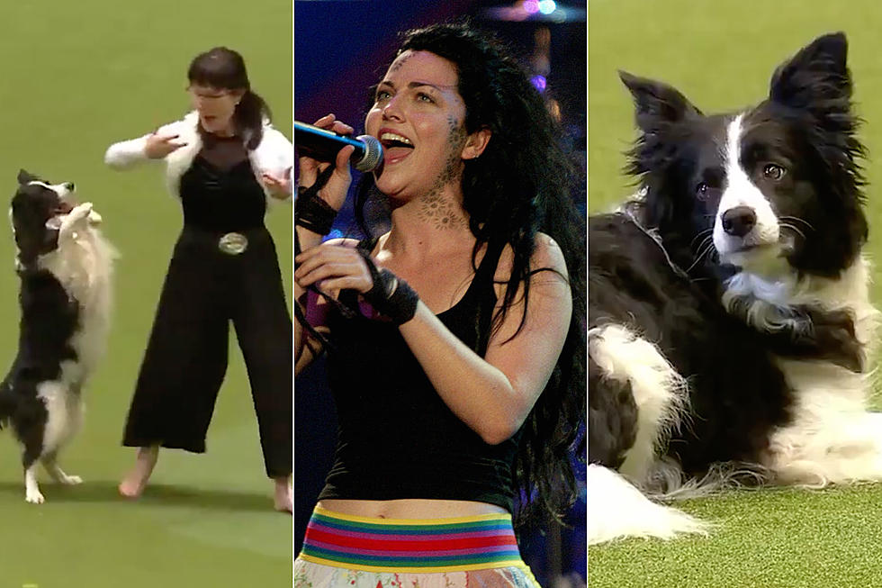 Dog Performing Choreographed Dance to Evanescence is Incredible