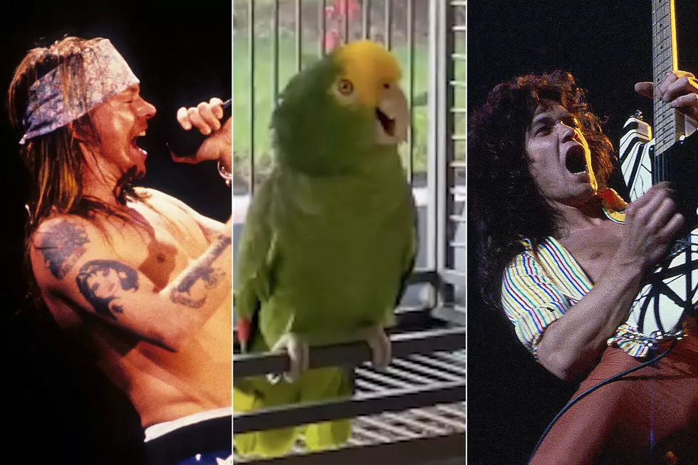 Singing Parrot Tackles Guns N’ Roses, Van Halen + More Rock Songs