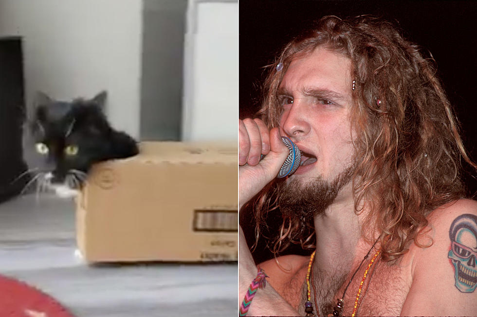 Alice in Chains Cat Goes Viral — Watch