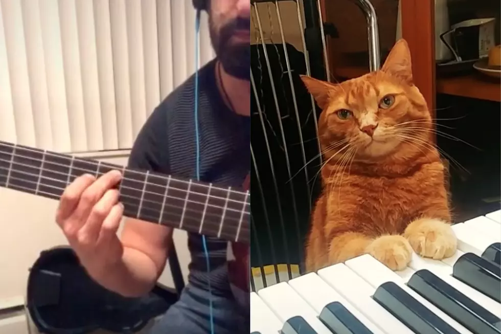 Watch TikTok Musicians Collaborate With an Actual Cat on Jazzy Improvisations
