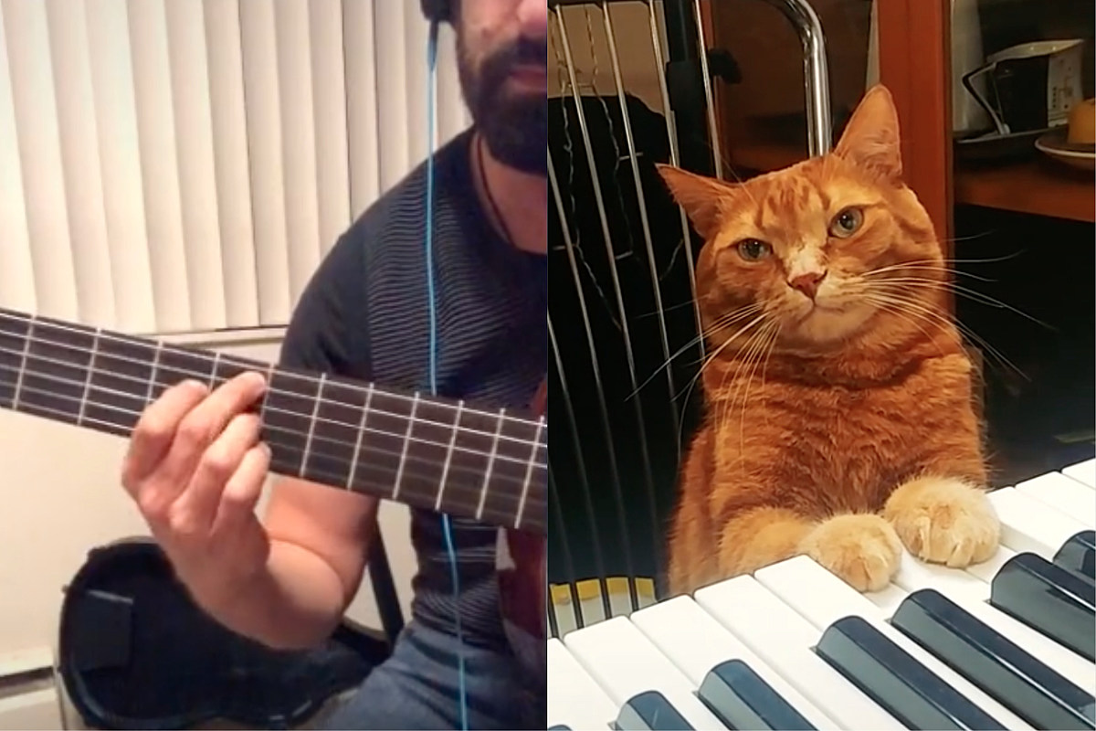 A Cat That Plays Piano Is Collaborating With Musicians on TikTok