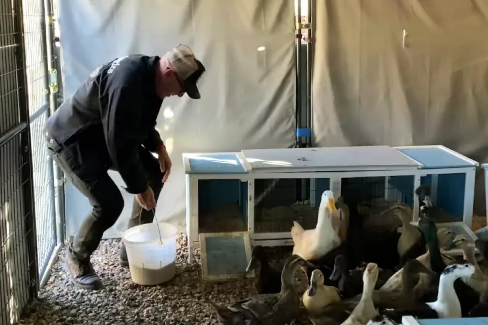 Maynard James Keenan Reflects on Spring, Feeds His Ducks in &#8216;An Easter Story&#8217;