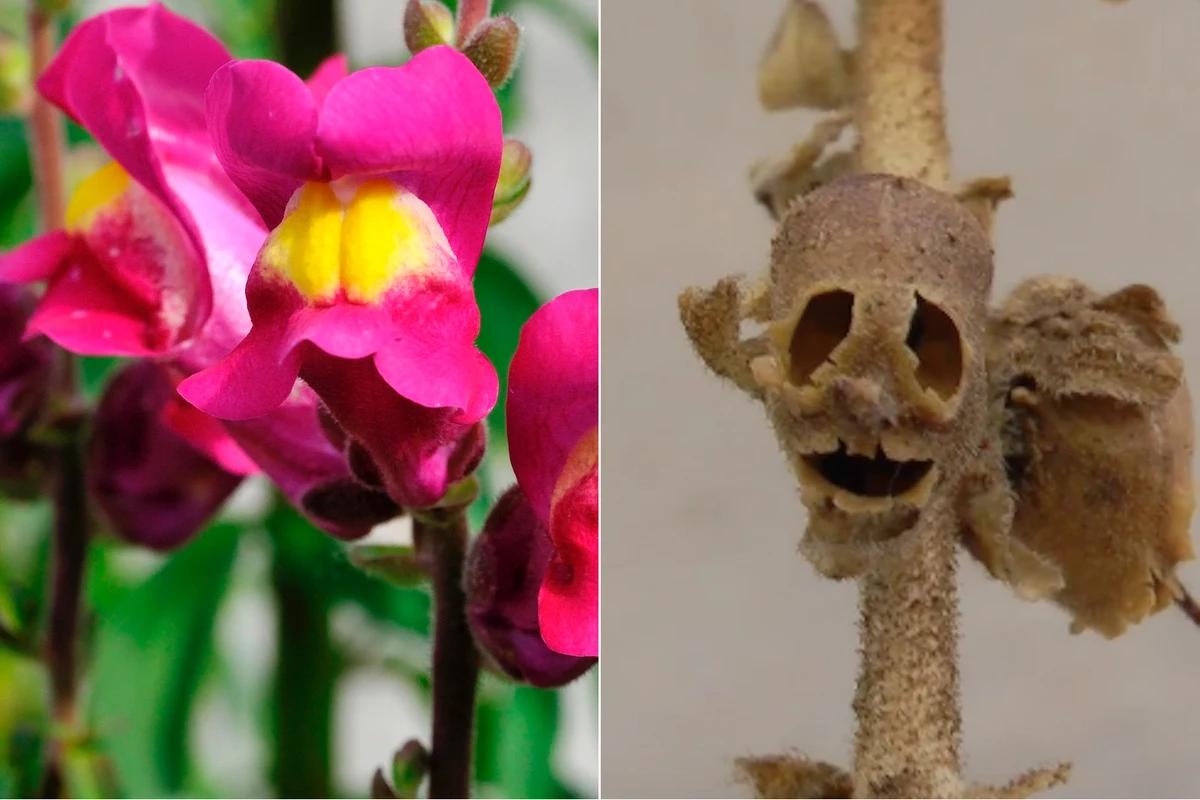 The Metal AF Snapdragon Flower Looks Like a Skull When It Dies