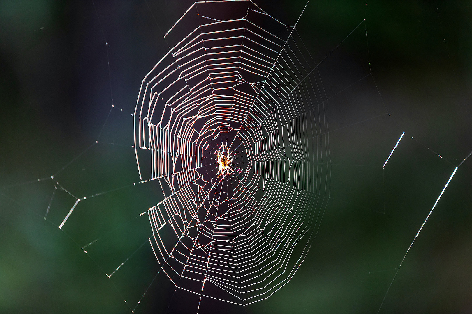 Spiders Get Information From the Vibrations of Their Webs, Smart News