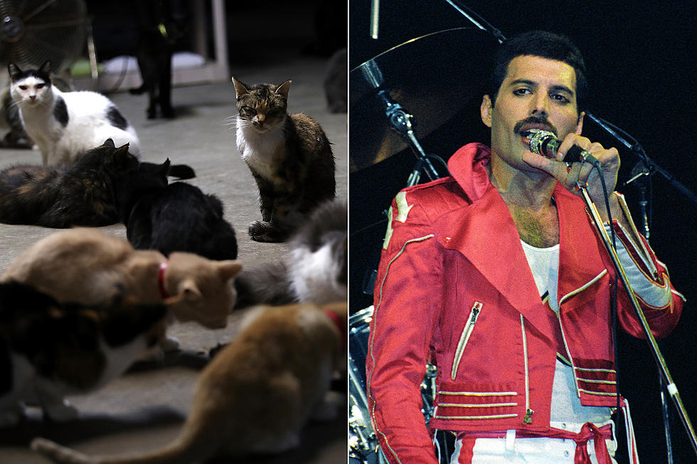 A Cat Has Gone Viral for Resembling Queen's Freddie Mercury